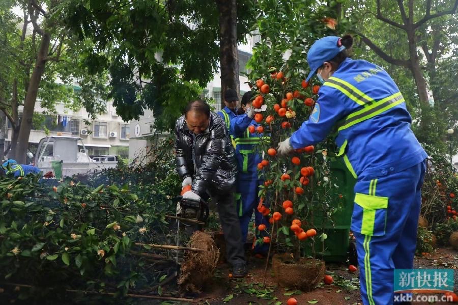 广州：35568吨废弃年花年桔实现回收利用(图1)