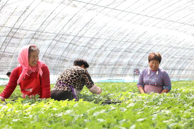 济南起步区：整合村庄资源推进乡村振兴(图2)