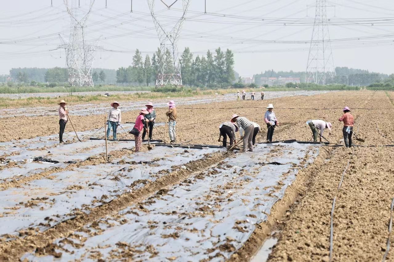 “拾”回的循环经济——我市大力推进环保农膜使用及回收利用调查(图1)