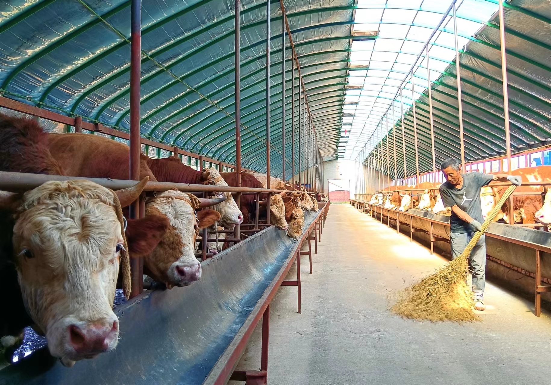 希望的村庄｜集贤篇：变粪为宝绿色循环(图1)