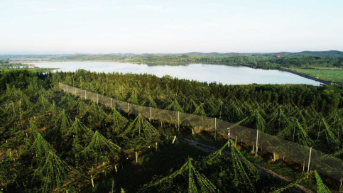 “两新”工作结硕果 标准化猕猴桃园“丰”景美(图1)