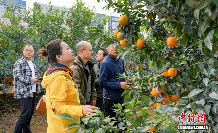 广西搭建秋冬水果产销对接桥梁 助力“桂果”畅销全国(图1)