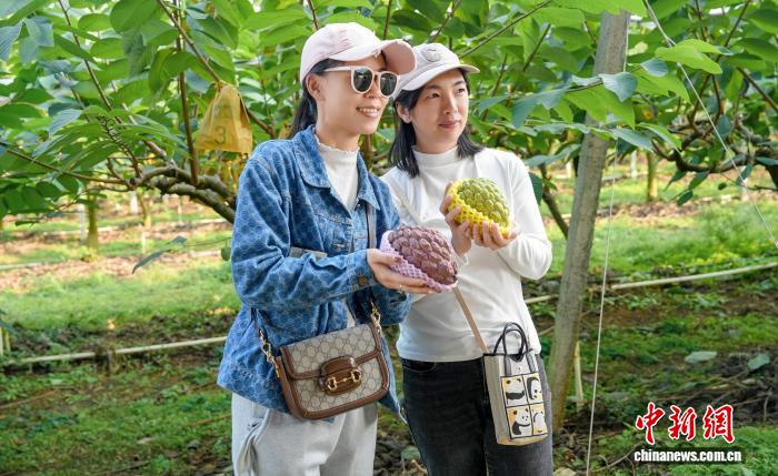 广西搭建秋冬水果产销对接桥梁 助力“桂果”畅销全国(图2)