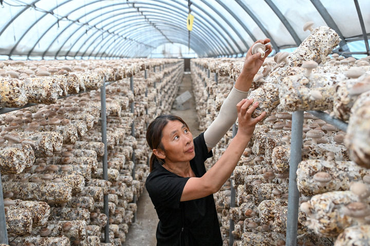 推动农业农村现代化再上新台阶——从中央一号文件看2026年“三农”工作路线图(图3)