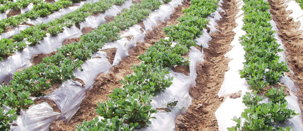 《城口县人民政府办公室关于印发城口县废弃农膜回收利用管理办法（试行）的通知》的政策解读(图1)